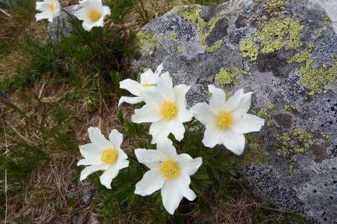 sasanka alpejska