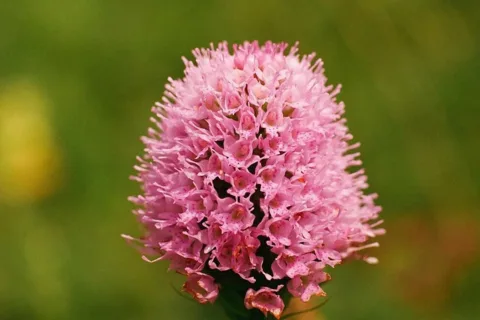 Storczyca kulista