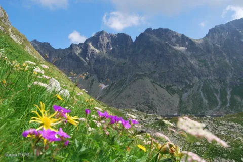 kwiecista dolina