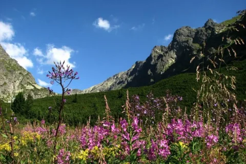 Wielicka Dolina