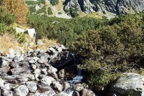 Żabi Potok