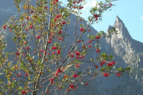 MNICH
