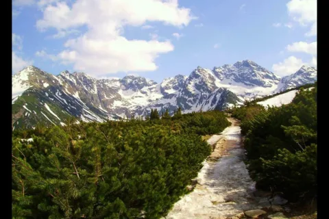 Kosodrzewina