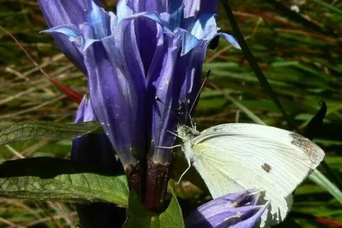 Tatry- flora