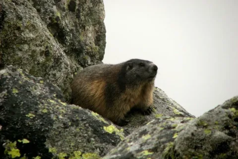Marmota