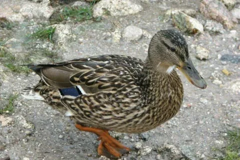 kaczucha