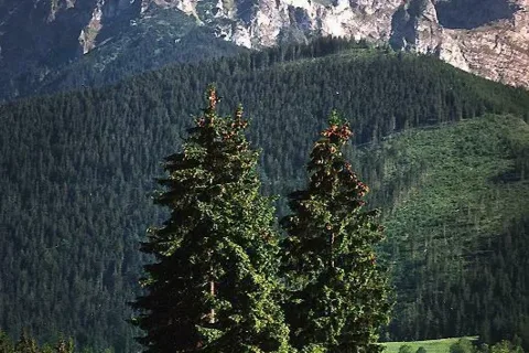 Czerwone Wierchy