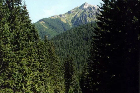 Brama
