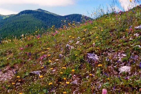 Polana Chochołowska. Mt. 6,29