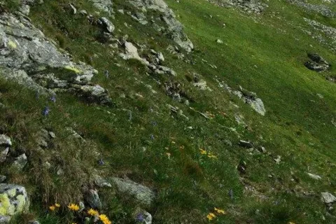 pod vrcholom