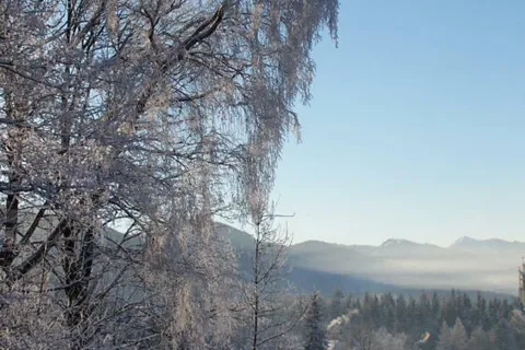 Koziniec