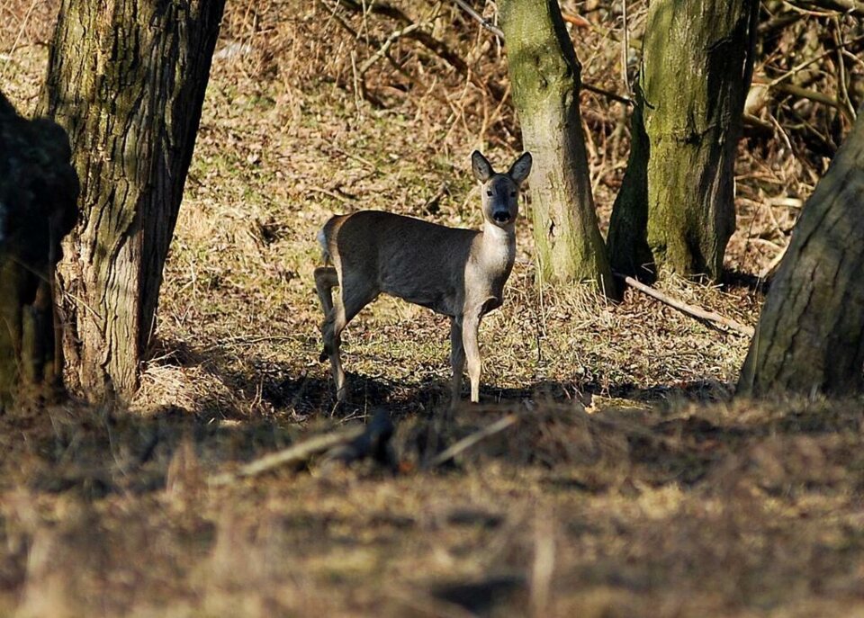 Sarenki na nowotarskich "złączach"_1