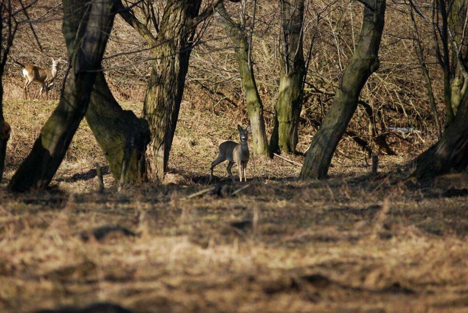 Sarenki na nowotarskich "złączach"_5