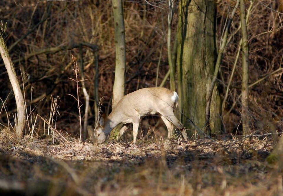 Sarenki na nowotarskich "złączach"_19
