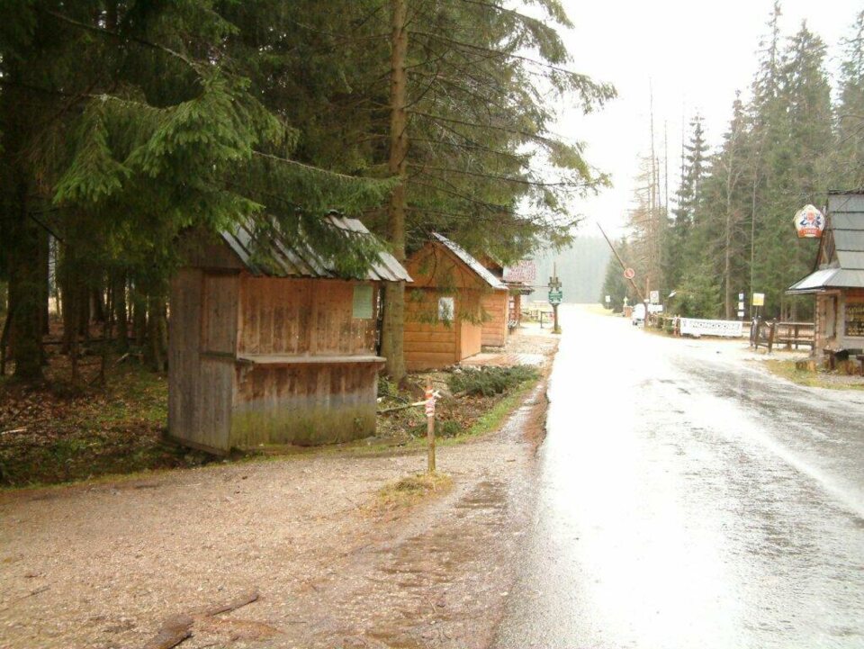 Zrywka drzewa w Chochołowskiej_18