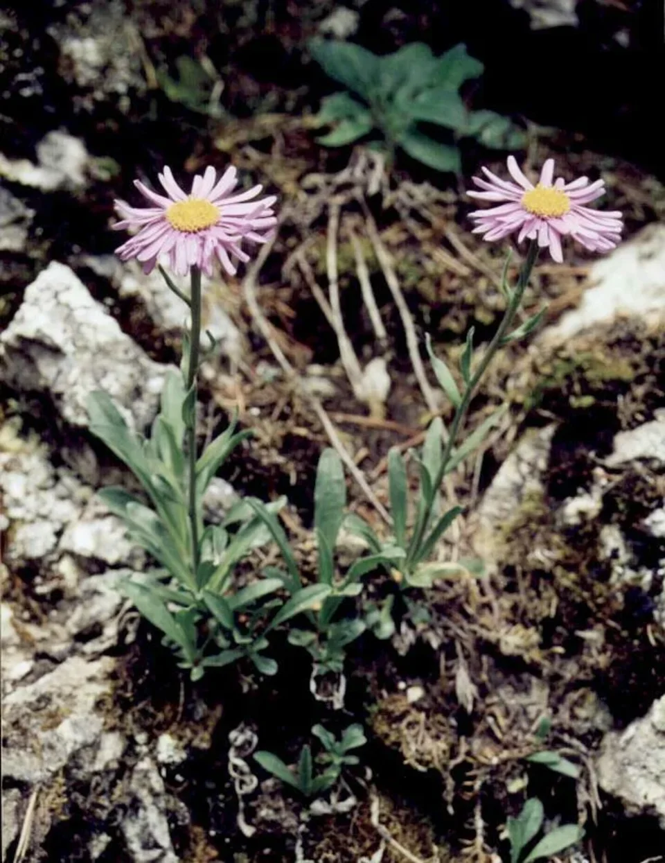 Aster alpejski - aster w Dolinie Kościeliskiej