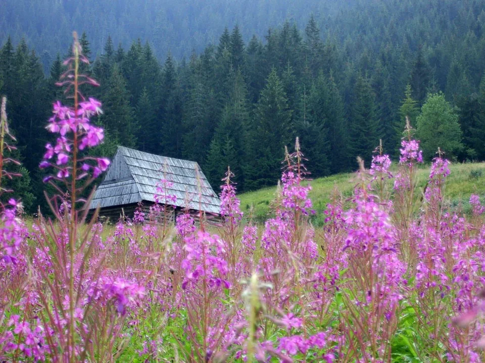 Polana Olczyska