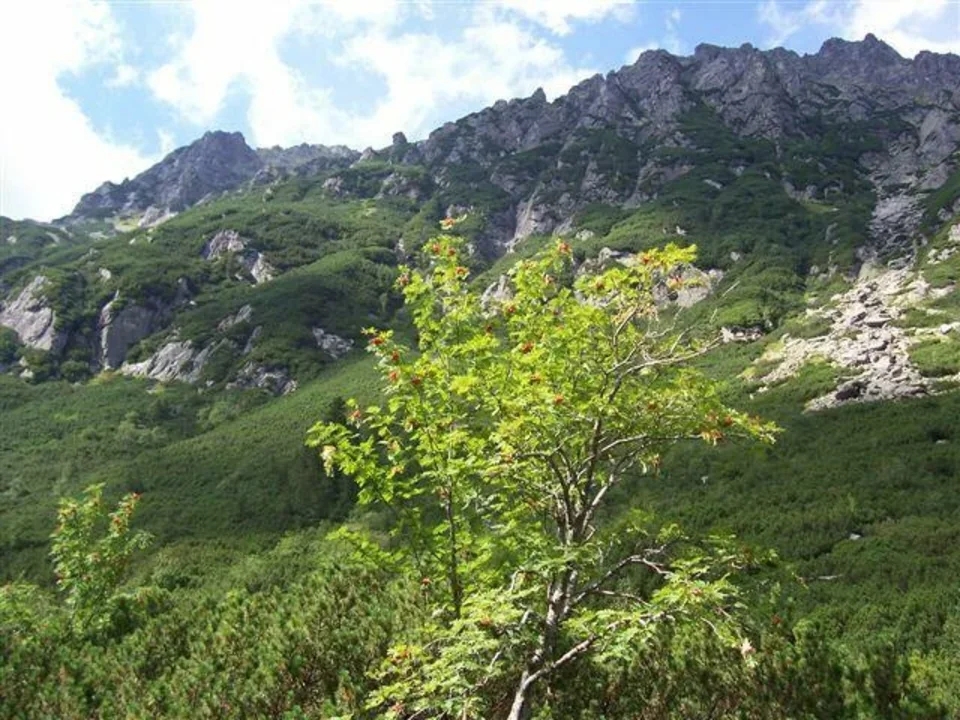 Dolina Roztoki...