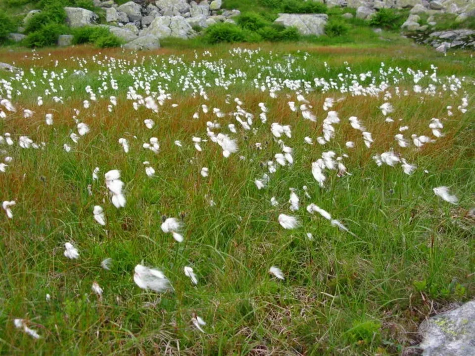 Wełnianka Wąskolistna Eriophorum angustifolium