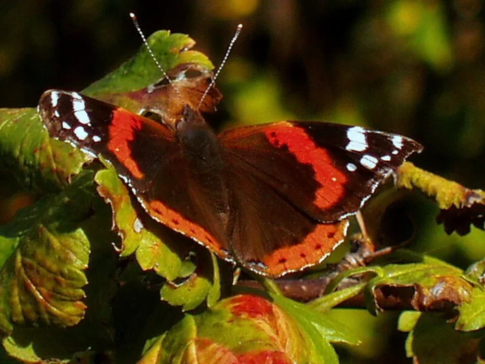 Motyl-przyjaciel