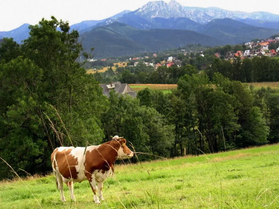 Piękna pani