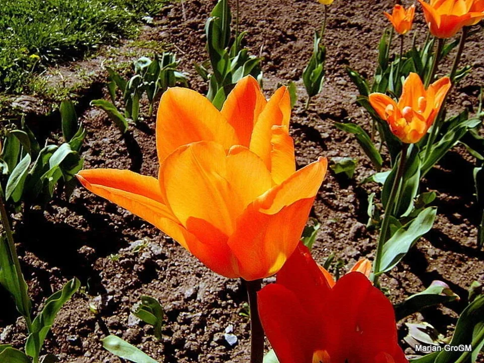 Tulipany