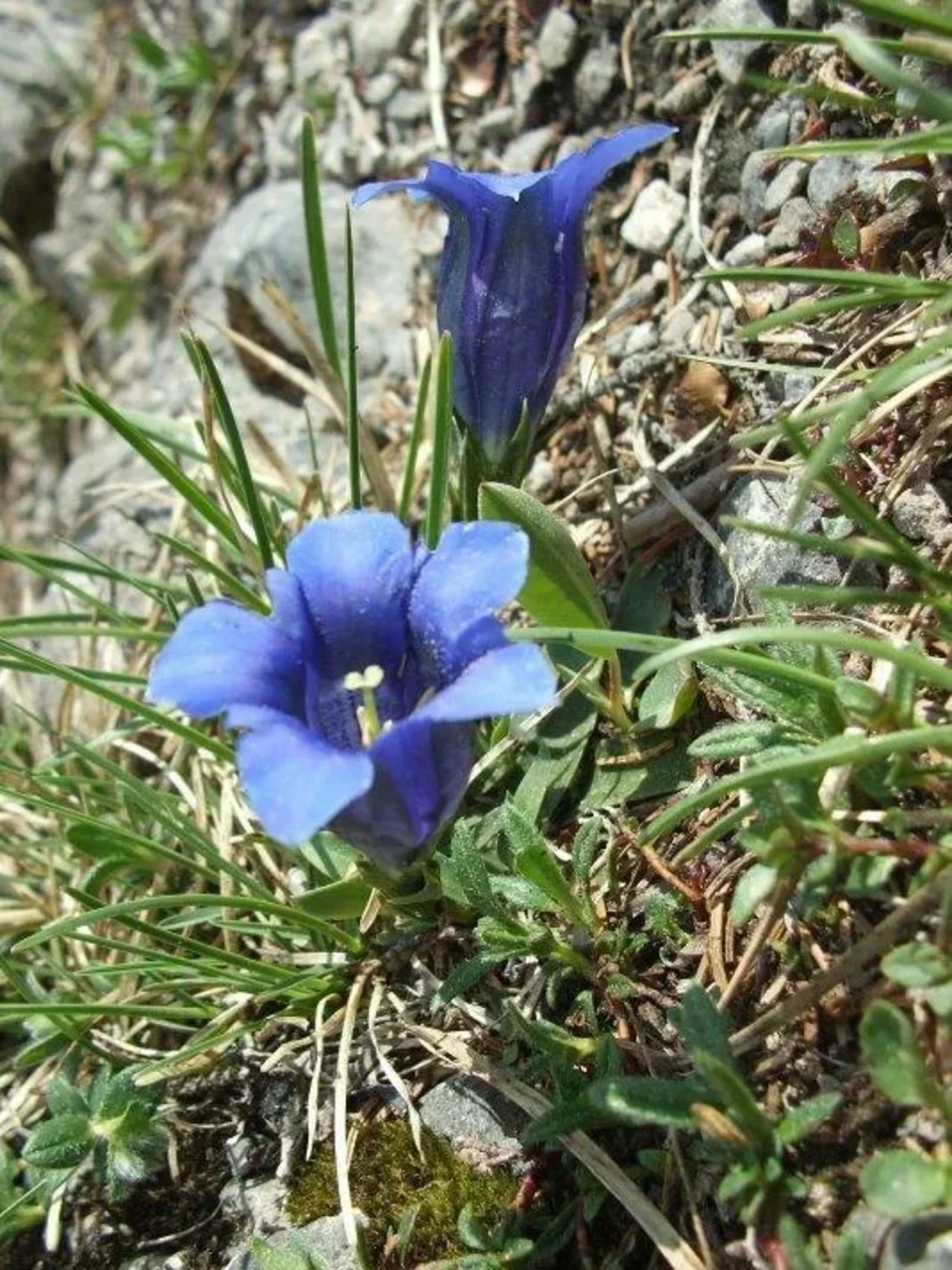 horec Clusiov na Sinej