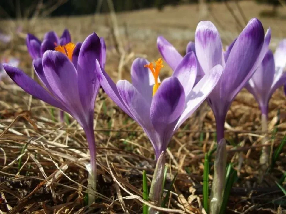 Jar na Lanisti pod Zamciskom