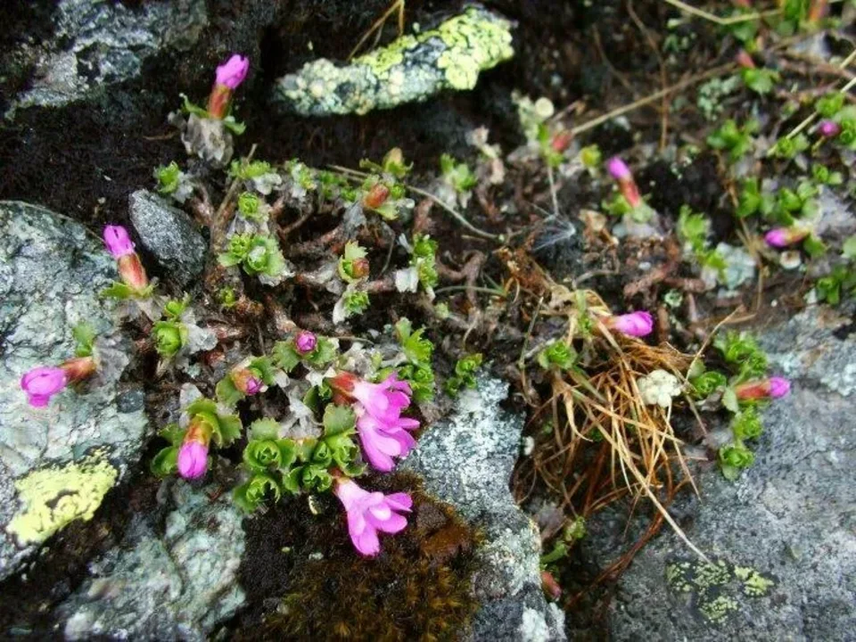 Pod Placlivym sedlom