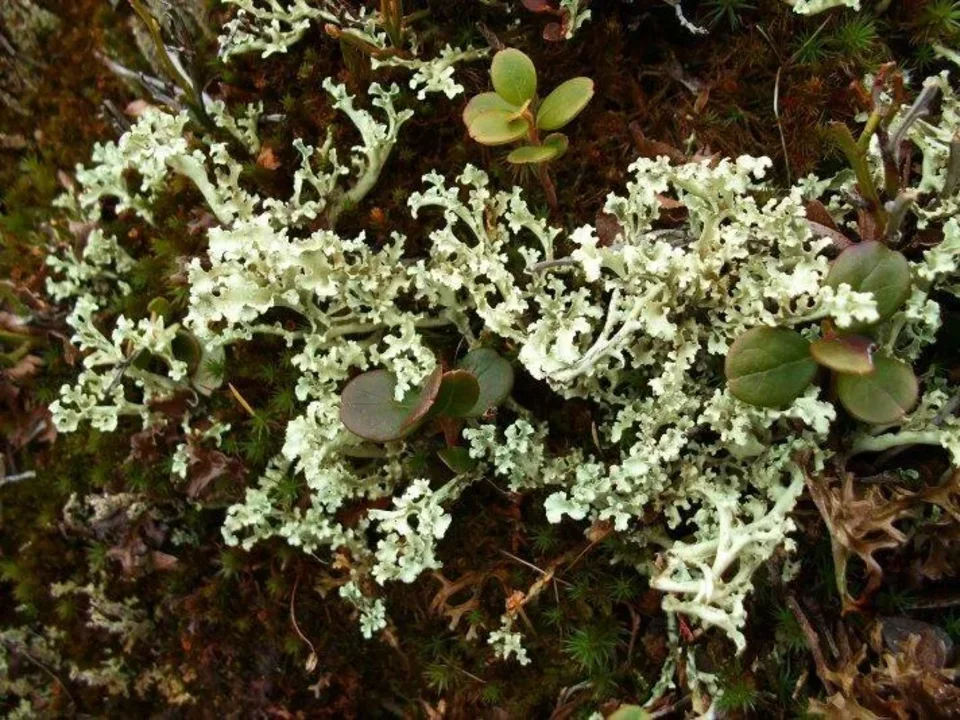 Pod Skalkou