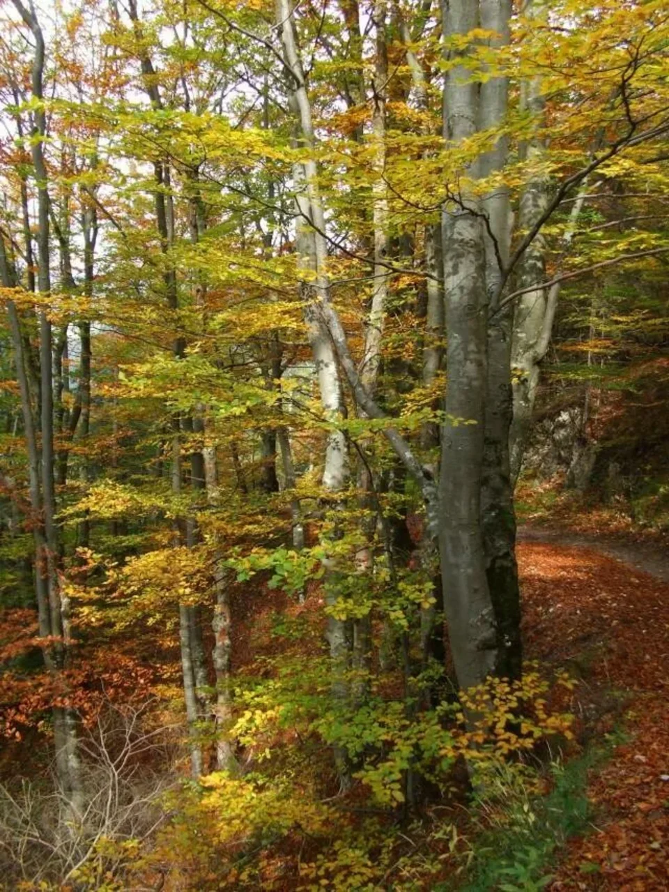 Jesenna farebna symfonia v Kvacianskej doline