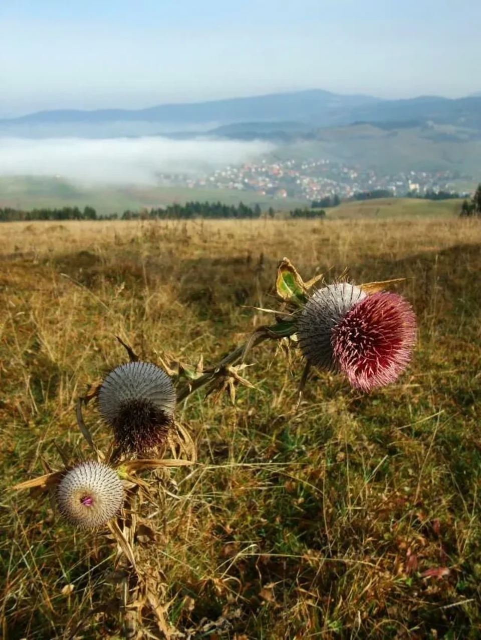 Na Panskom pod Ostrym