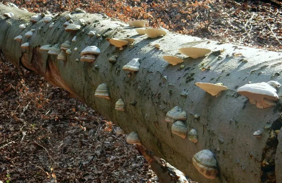 V prirodnej rezervacii Sulovske skaly