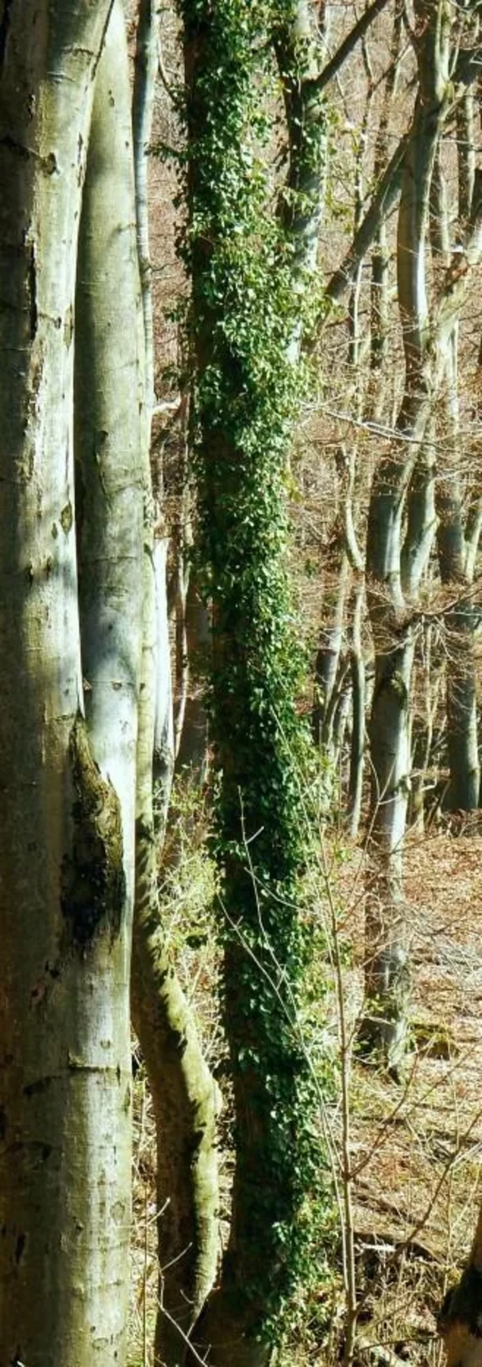 Prirodna rezervacia Sulovske skaly Sulovske vrchy