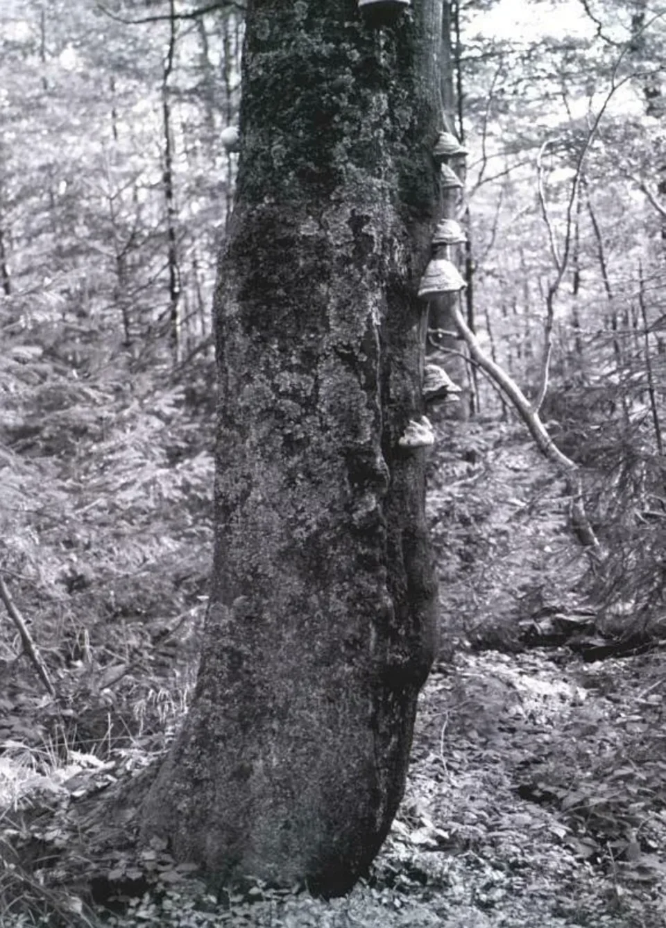 Beskid Sądecki