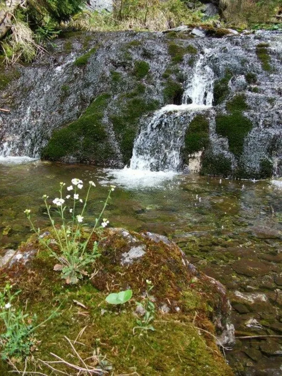 v dolinke Vyvieranie