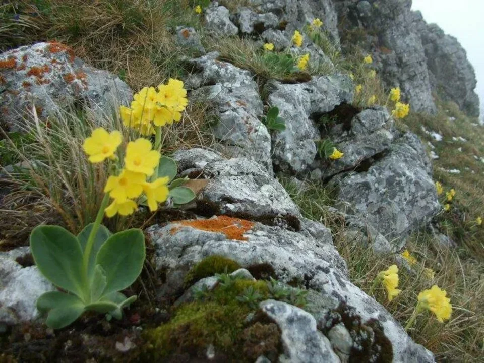 jar na Poludnici