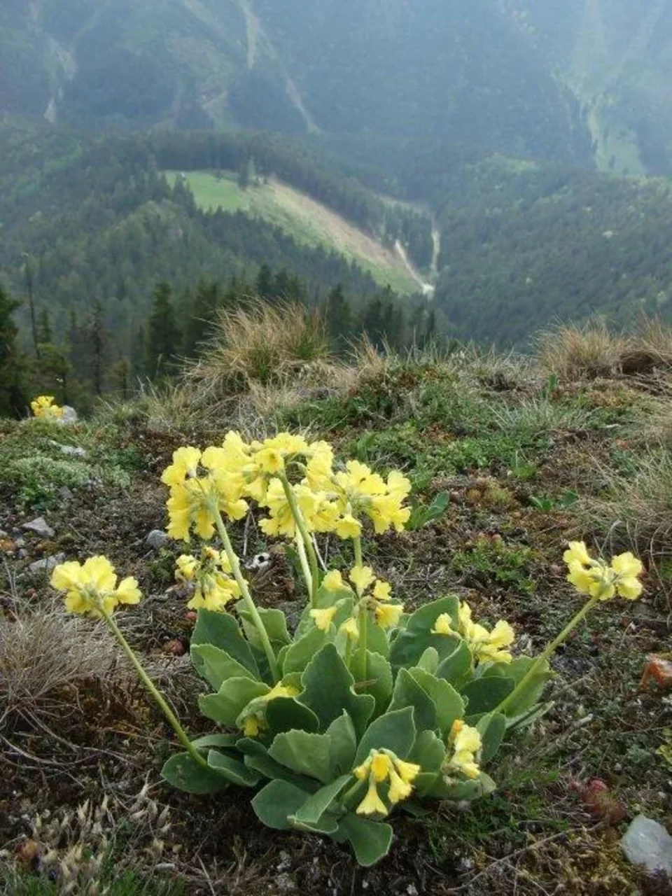 jar na Poludnici