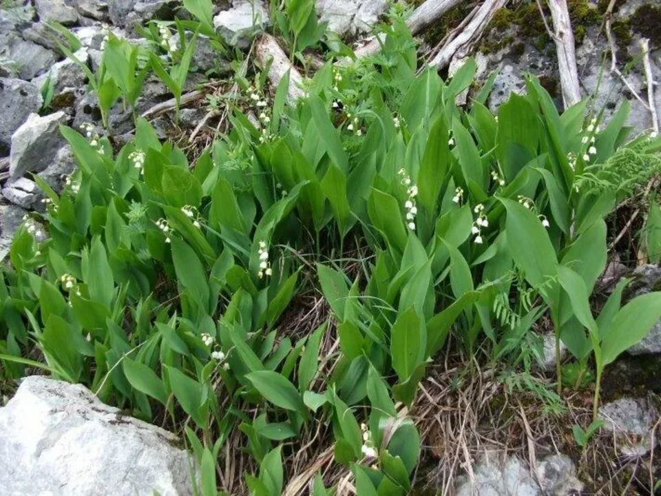 konvalinky pod Sokolom