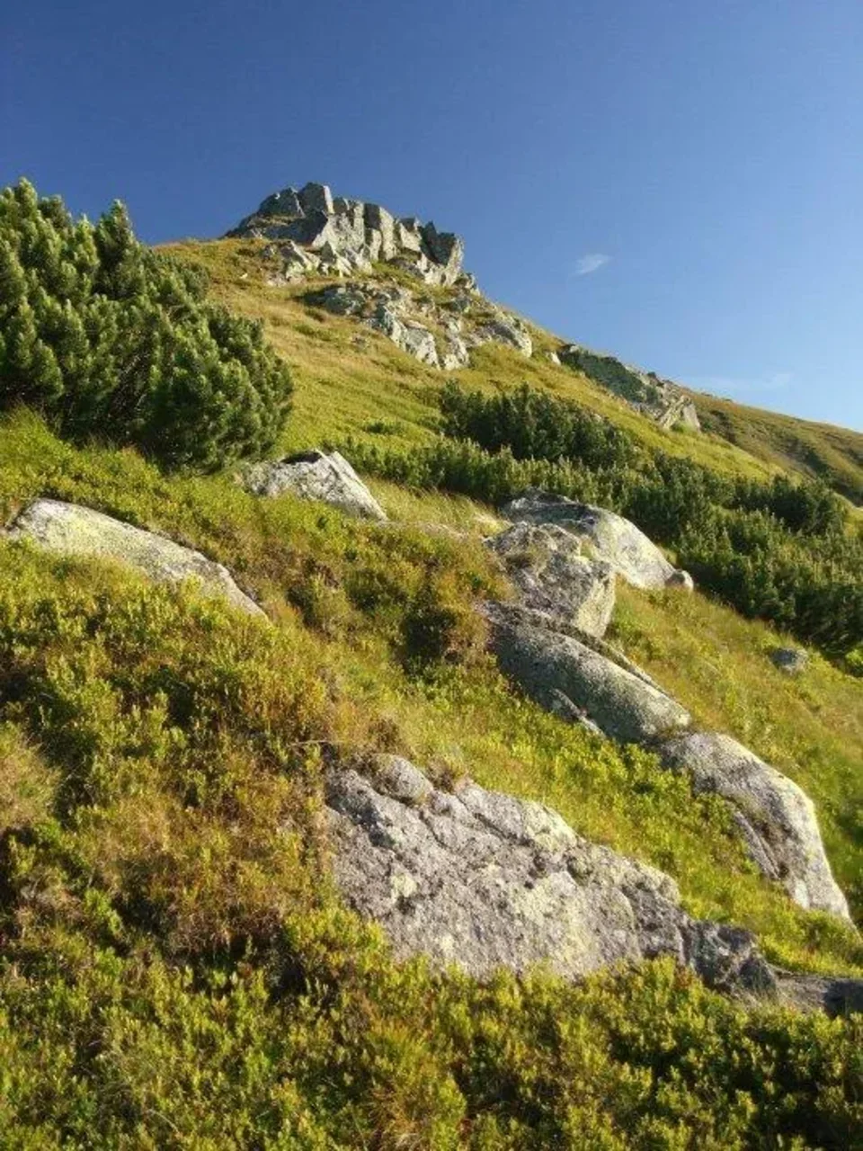 skalky Boru