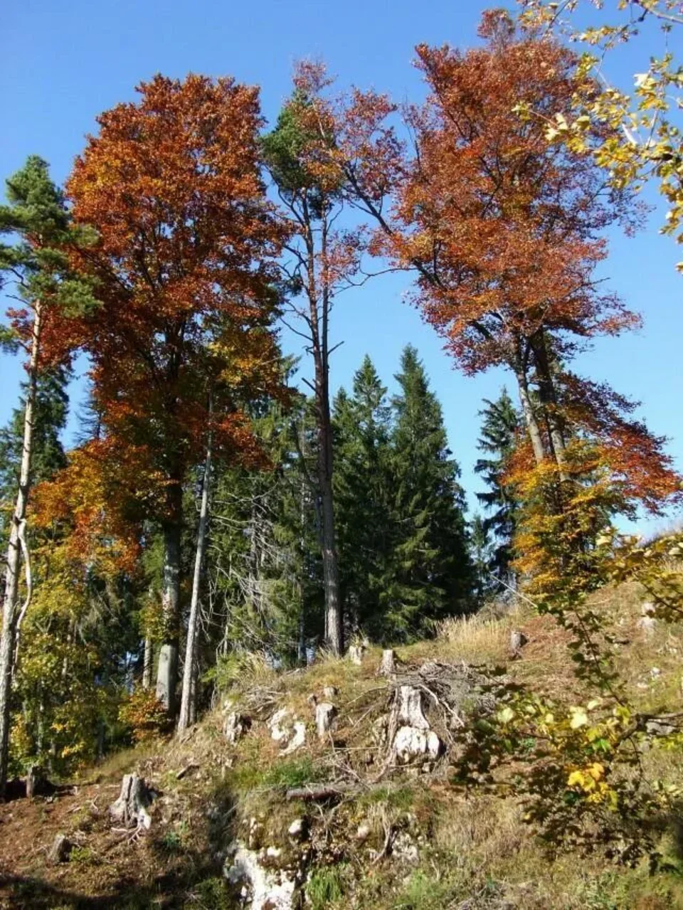 Na Setisku_Selniciach