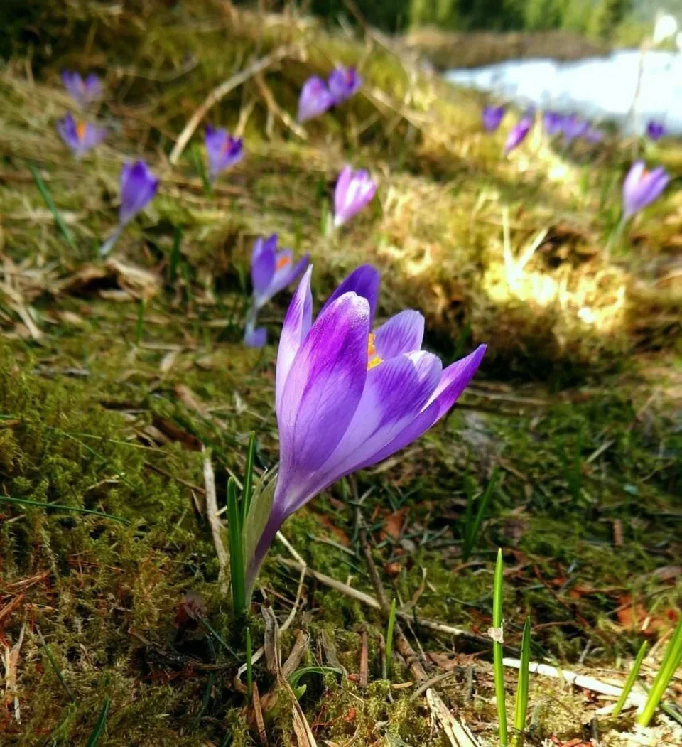 Na Javorovici