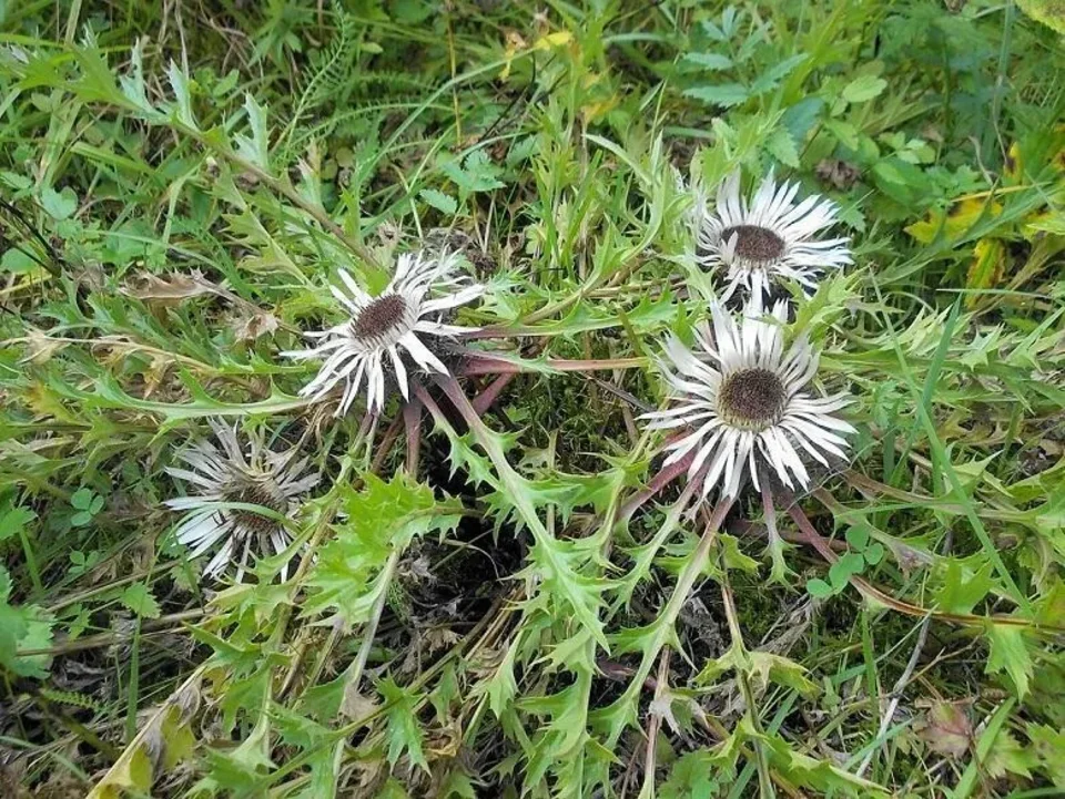 Dziewięćsił