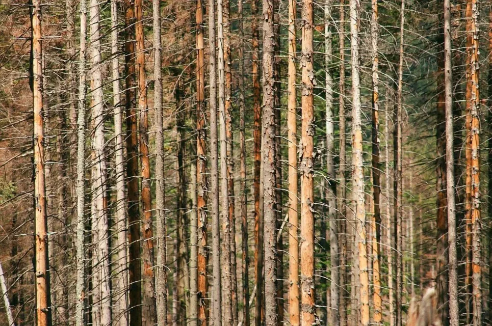 Las nad Doliną Olczyską