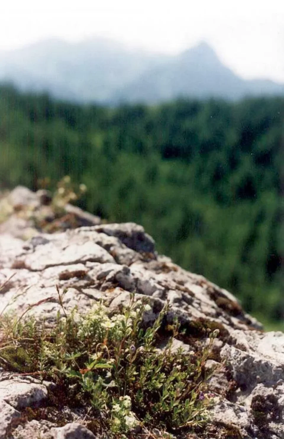 Widok z Kopienca