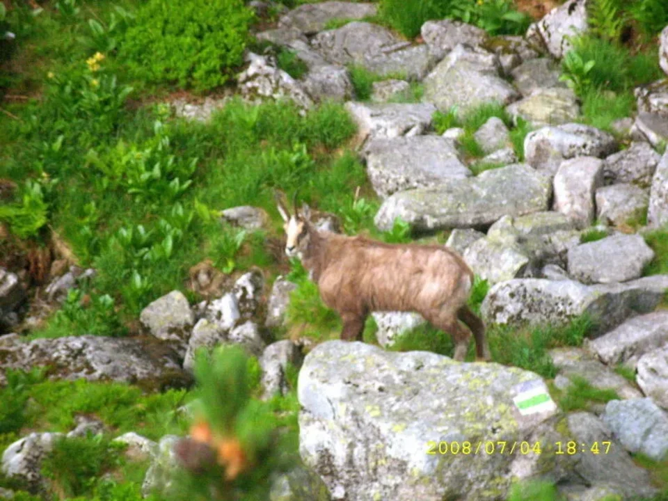 kozica