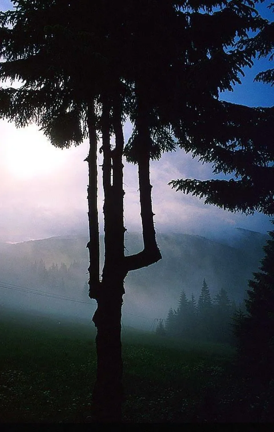 Turbacz