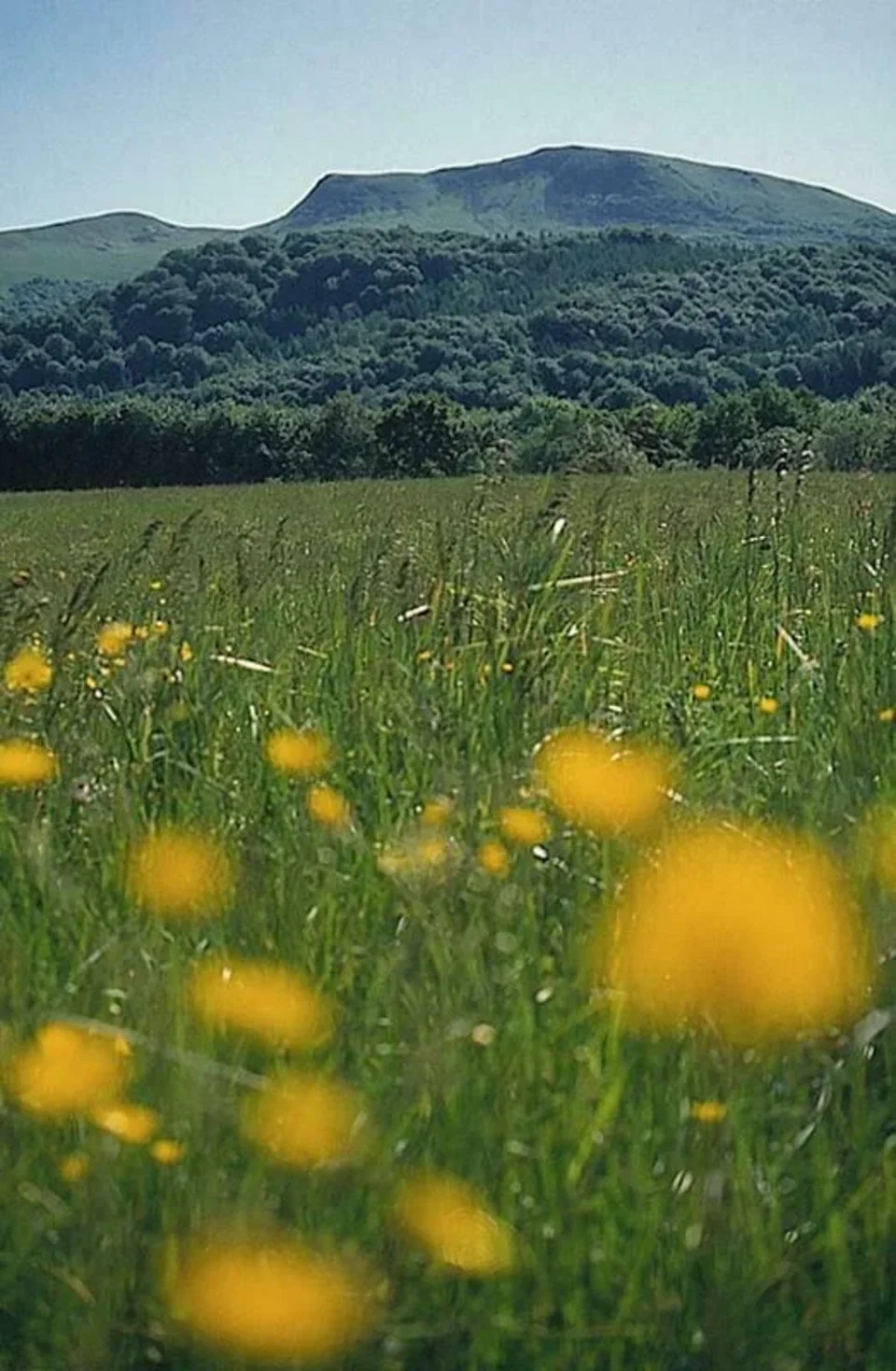 Tarnica