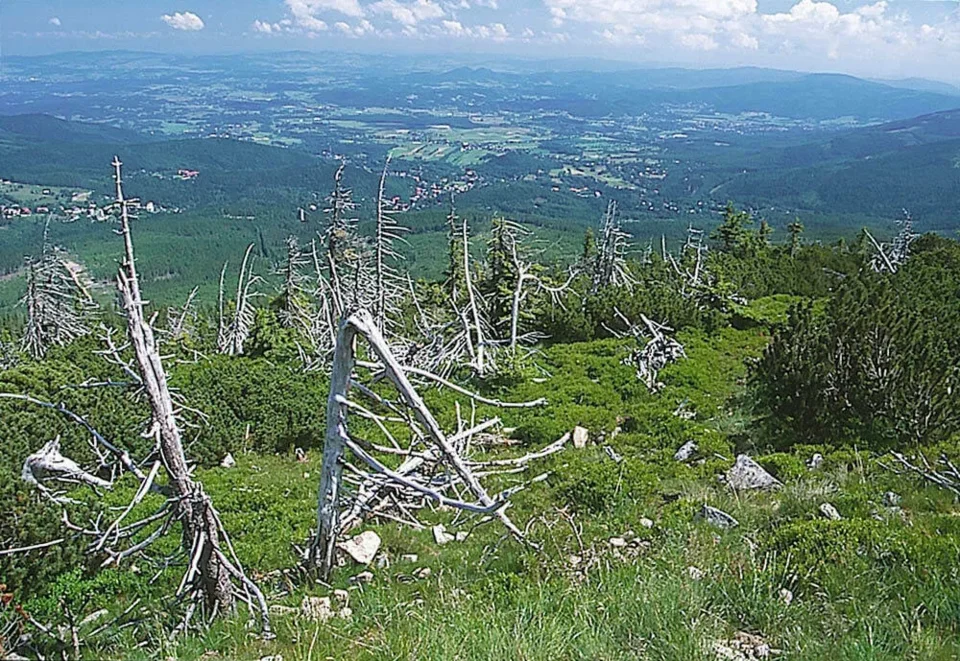 Kikuty drzew
