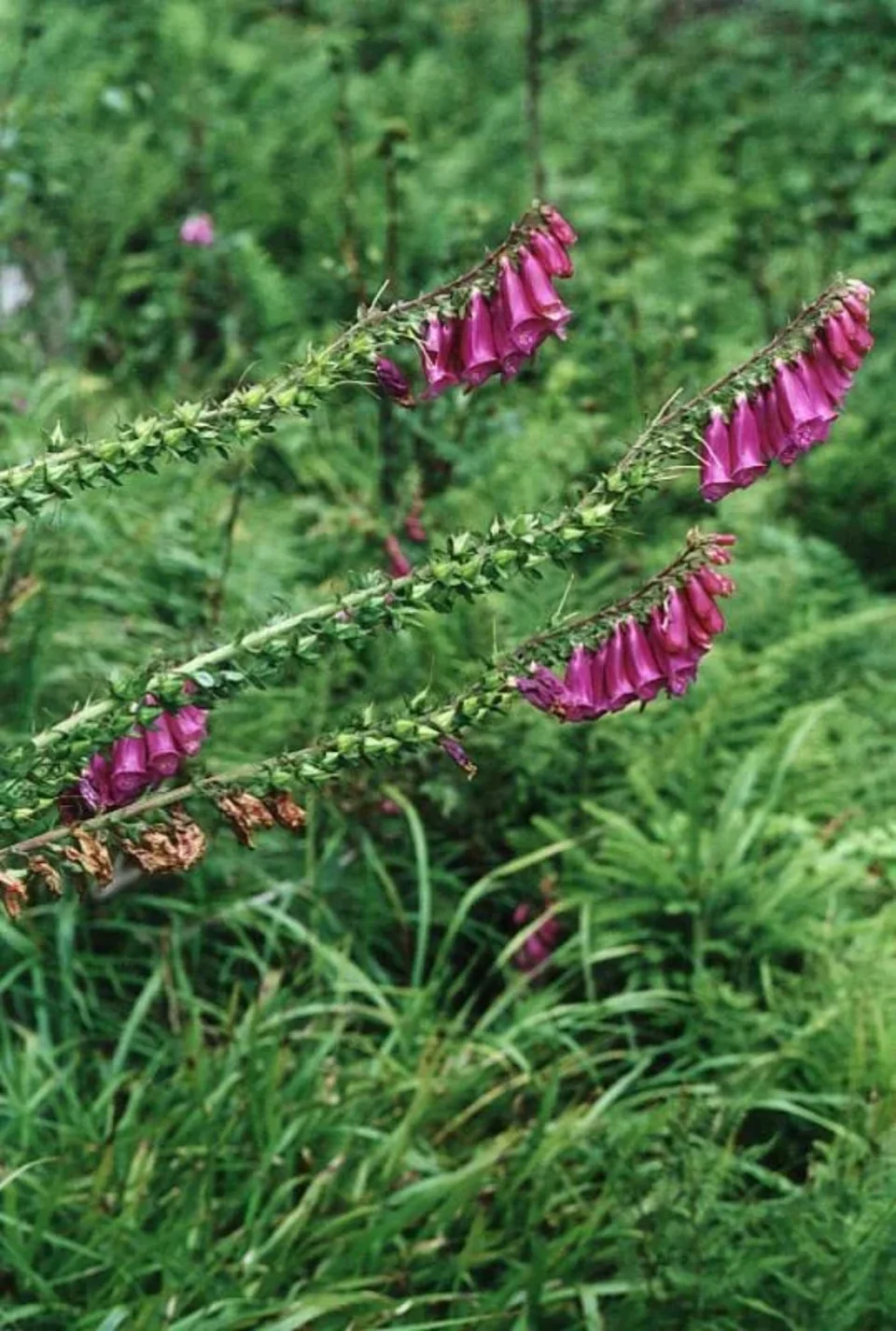 Naparstnica purpurowa